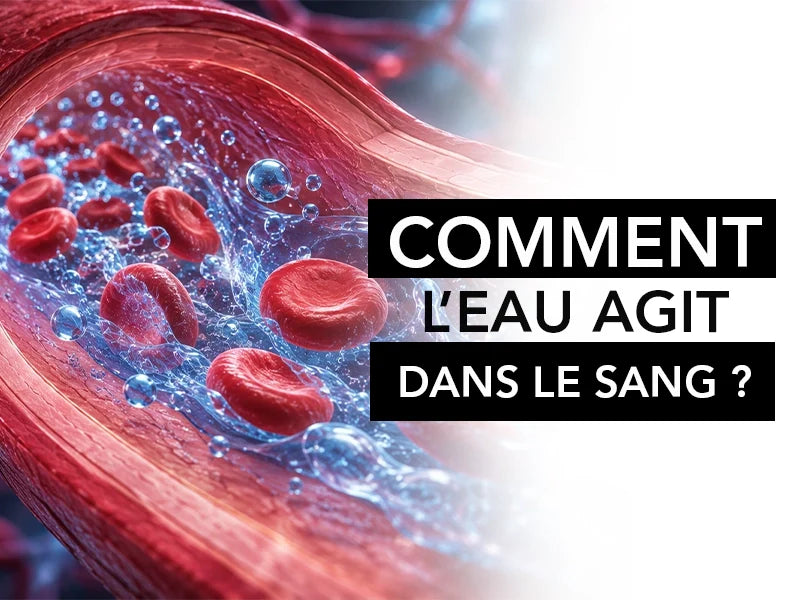Comment l'eau agit dans le sang